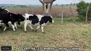  11 Terneros en El Ensueño, Colonia