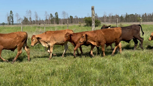  44 Terneros en Corrientes, Paso de Los Libres