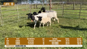  LOTE 15
