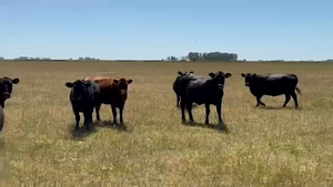  20 Vacas de invernar en Buenos Aires, Las Flores