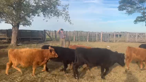  65 Terneros