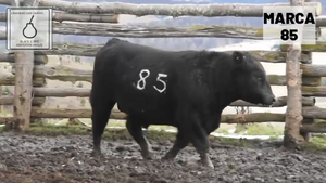 1 Toro