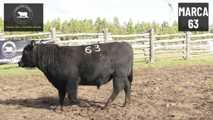  1 Toro