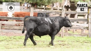  1 Toro