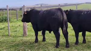 Toros SA — Escritorio Dutra LTDA.