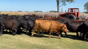  40 Vacas medio uso C/ gtia de preñez en Buenos Aires, Las Flores