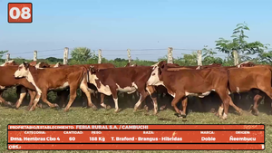  LOTE 8