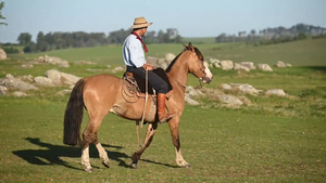  EL  GAVILÁN  PAPANATA