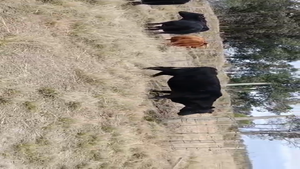  38 Vacas preñadas