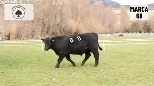 1 Toro