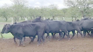  35 Vacas nuevas C/ gtia de preñez en San José de Feliciano, Entre Ríos