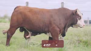 RP 4157 — Escritorio Alori y Cia.
