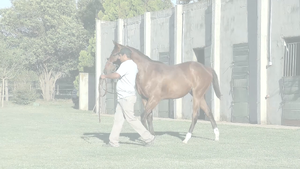  RIO SONG (LENOVO - COSTA GOLD)