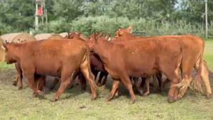  10 Vaquillonas preñadas