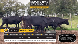  7 Vaquillonas  en Cuchilla del Perdido, Soriano