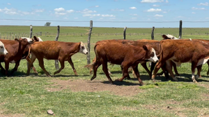  73 Terneros/as en Corrientes, Mercedes