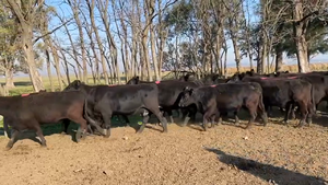  36 Vacas medio uso C/ cria en San Vicente, Buenos Aires