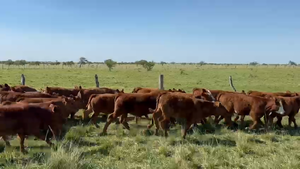  250 Terneros en Entre Ríos, San Jaime