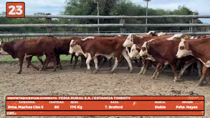  LOTE 23