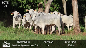  LOTE 21