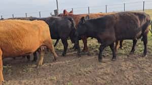 58 Vacas con Cría  en Buenos Aires, Carlos Casares — COLOMBO Y COLOMBO S.A.