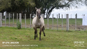 MOJON — Escritorio Alori y Cia.