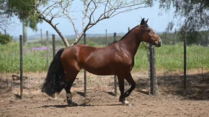  EL  GAVILÁN  PATA  NEGRA