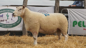  TEXEL MACHO