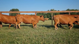  15 Vacas nuevas Preñadas