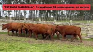 VAQUILLONAS RED ANGUS SELECCIONADAS SIN SERVICIO — Escritorio Dutra LTDA.