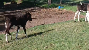  10  Terneros Holando Argentino en Sunchales, Santa Fe