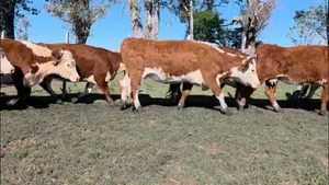  77 VACAS PREÑADAS