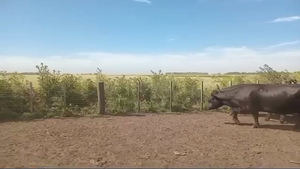  42 Vacas medio uso C/ gtia de preñez