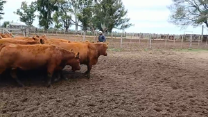  60 Vaquillonas C/ gtia de preñez