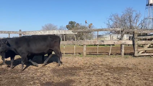  48 Vacas nuevas C/ gtia de preñez en San Vicente, Buenos Aires
