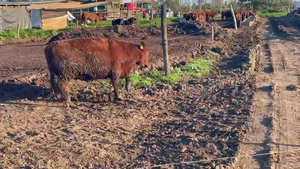  15 Vaquilla Gorda en Linares, VII  Región Maule