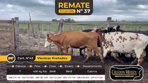  7 Vacas preñadas en La Horqueta, Colonia