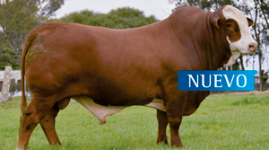 GAUCHO