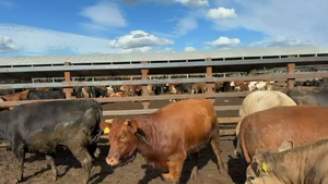  40 Vaquilla Gorda en Los Ángeles, VIII Región Biobío