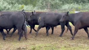  10 Vaquillonas preñadas
