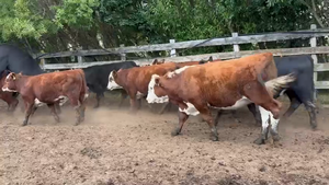  45 Novillo Engorda en Coyhaique, XI Región Aysén