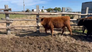 46 Terneros