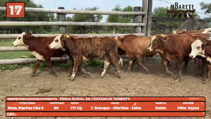  LOTE 17