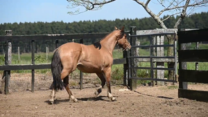  EL  GAVILÁN  RUBIA  LINDA