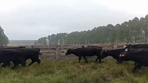 90 Vaquillonas sin servicio