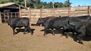  20 Novillo Gordo en Los Ángeles, VIII Región Biobío