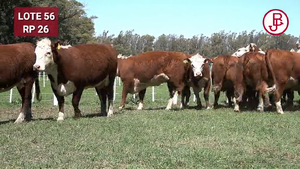  VAQUILLONAS PREÑADAS Polled Hereford -PARICION OTOÑO 2024-