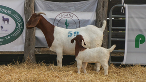  BOER HEMBRA