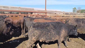  20 Vaquilla Gorda en Los Ángeles, VIII Región Biobío