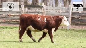  1 Toro